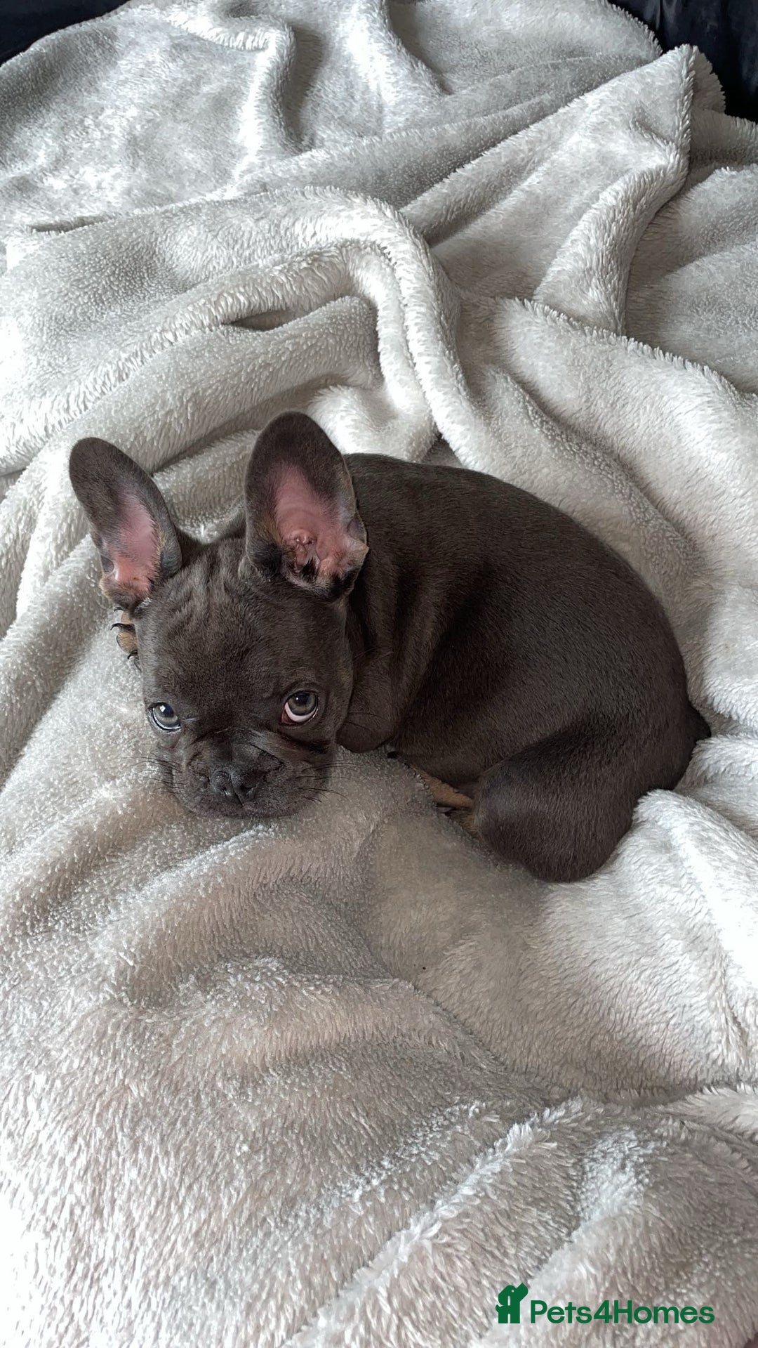 French Bulldog dogs for sale: Female French bulldog  - Image 2