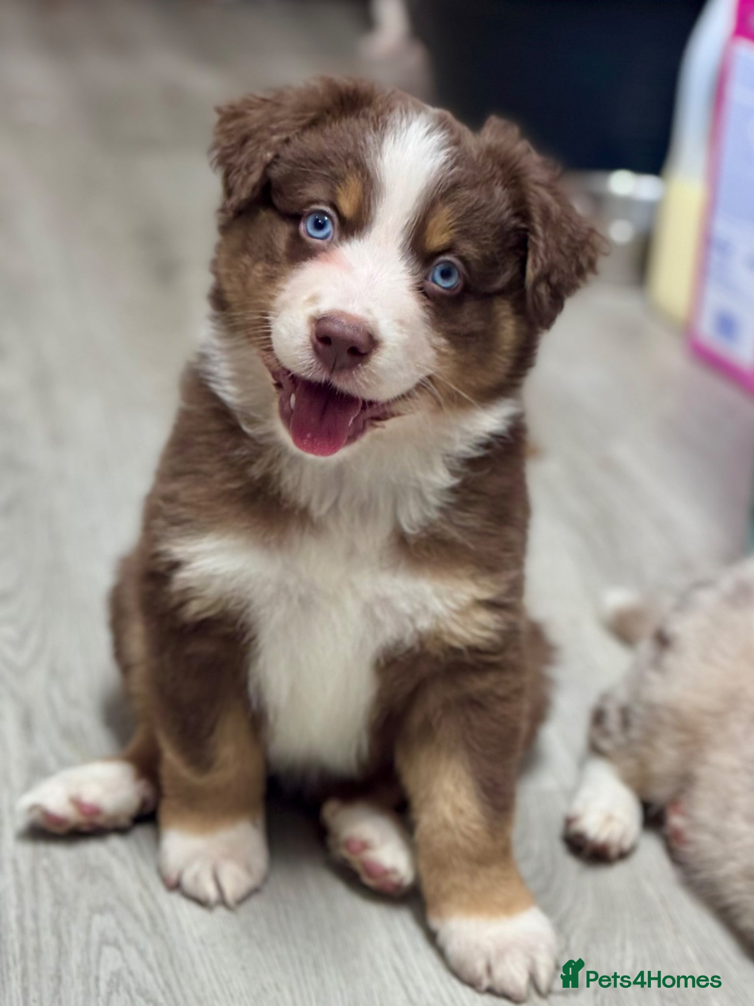 Miniature American Shepherd dogs Very exciting litter of Mini American puppies - Advert 1