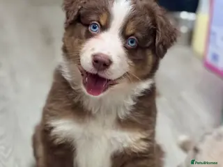 Miniature American Shepherd dogs Very exciting litter of Mini American puppies - Advert 11