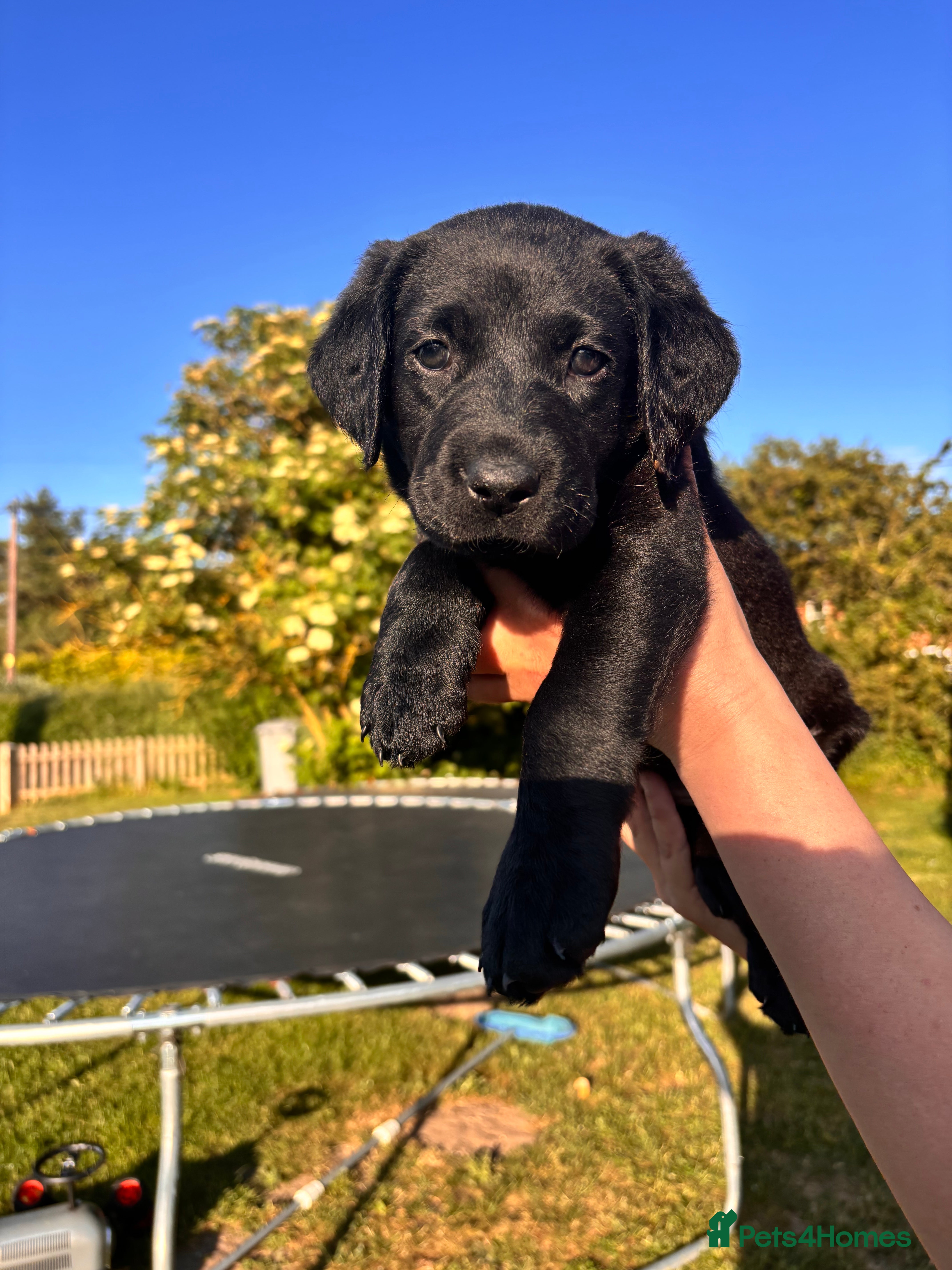 Labrador Retriever Puppy 4