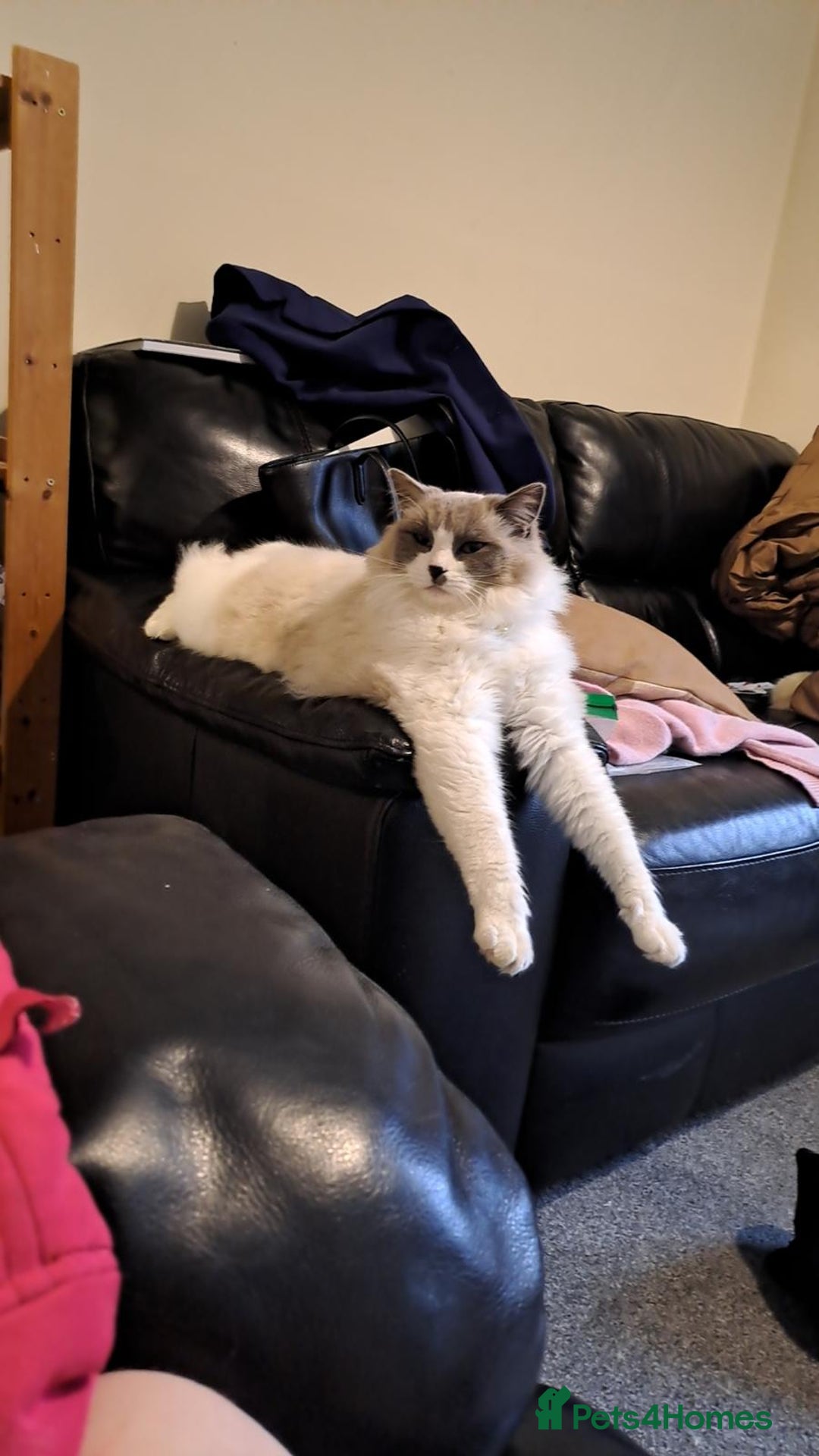 Ragdoll cats for sale: Simba neutered ragdoll  - Image 11