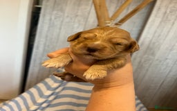 Cocker Spaniel dogs for sale: Cocker spaniel puppies - Image 21