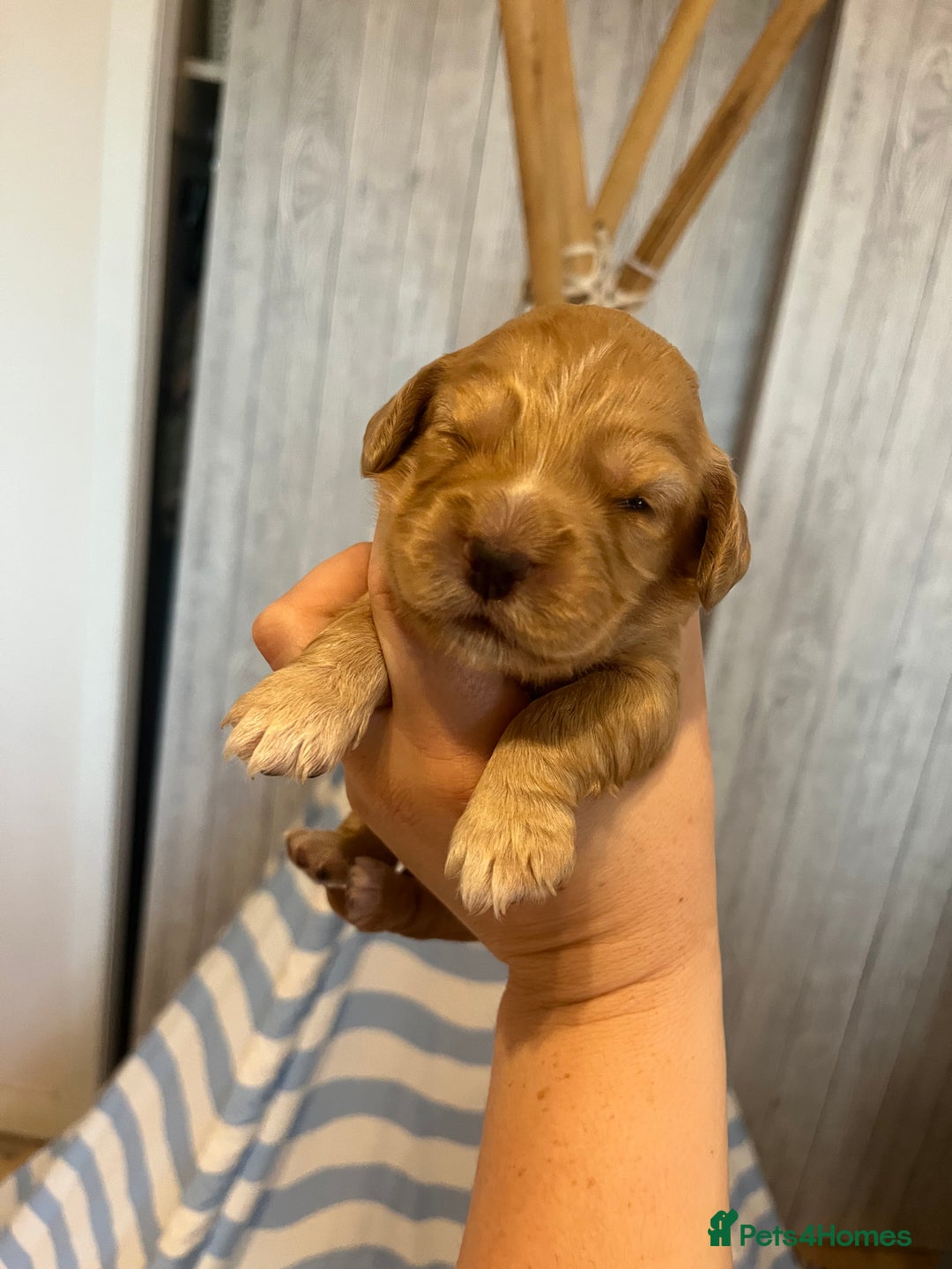 Cocker Spaniel dogs for sale: Cocker spaniel puppies - Image 21