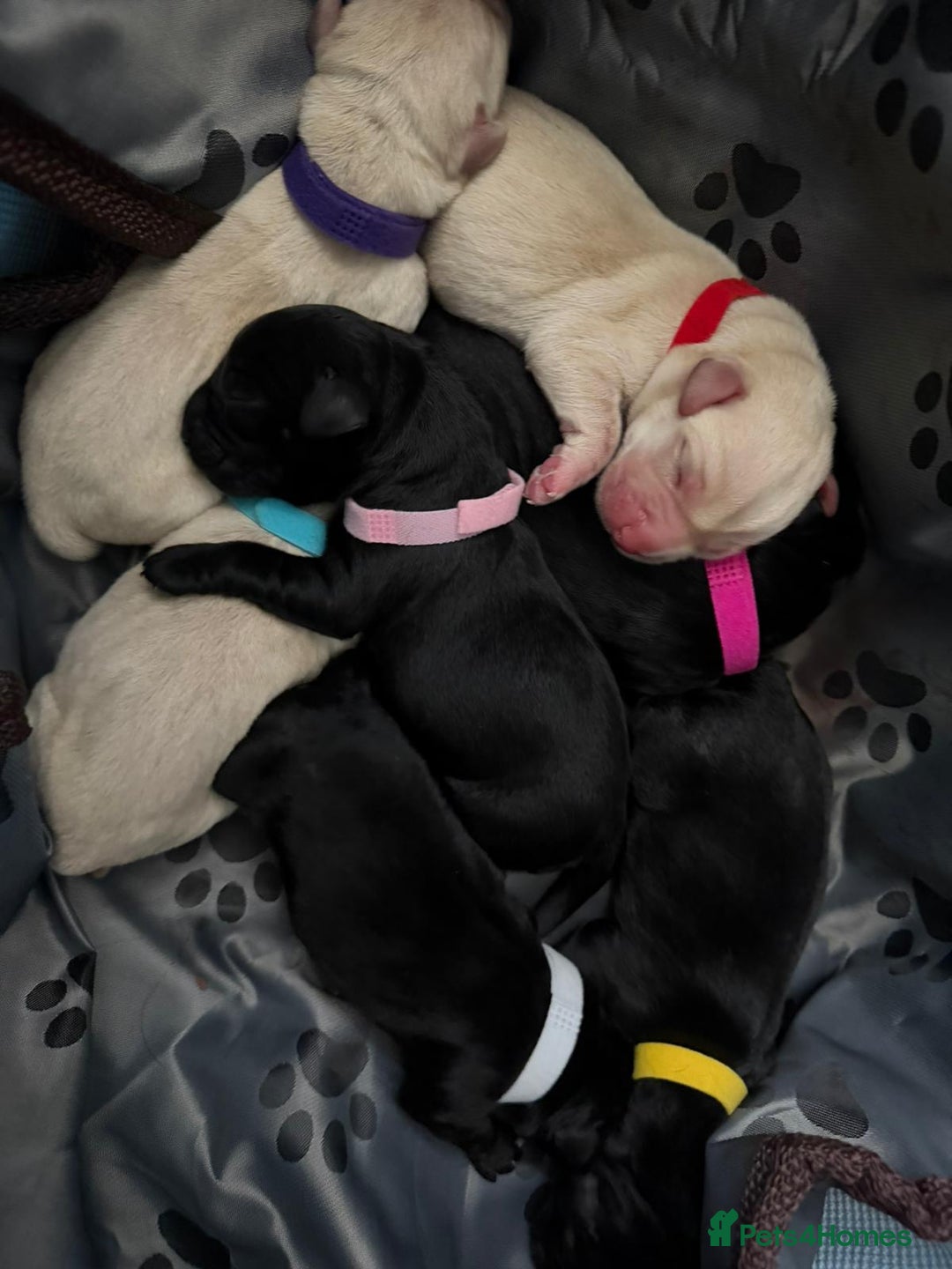 Labrador Retriever dogs for stud: Proven KC Reg, Healthy Friendly Labrador for Stud - Advert 6