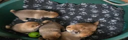 Japanese Shiba Inu dogs for sale: Foxy little shibas - Advert 27