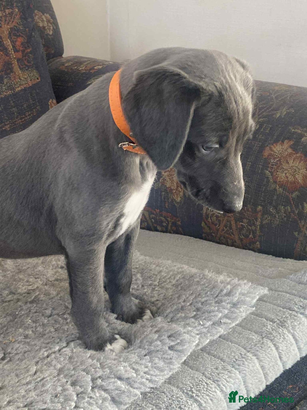 Mixed Breed dogs for sale: Beautiful Saluki x Whippet puppies - Advert 25
