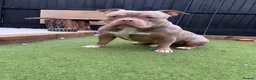 American Bulldog dogs for sale: 4 beautiful pocket bulldogs. Perfect example!! in Witham - Advert 8
