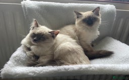 Ragdoll cats for sale: Bonded pair of ragdoll kittens - Image 6