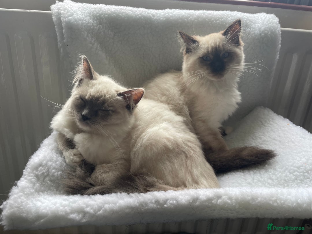 Ragdoll cats for sale: Bonded pair of ragdoll kittens - Image 6