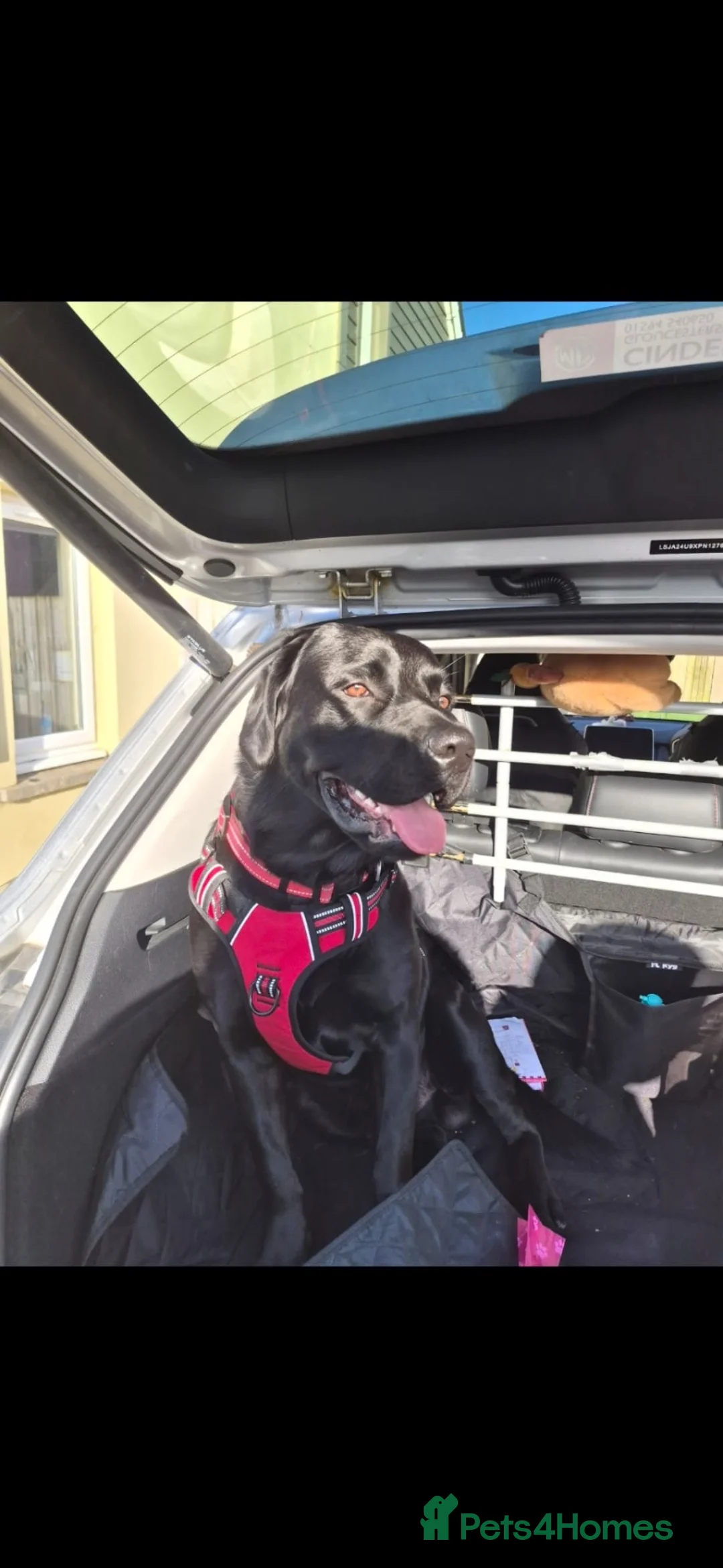 Labrador Retriever dogs for sale: Milo needs a new home  - Advert 7