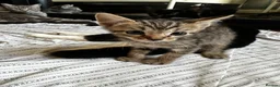 Mixed Breed cats for sale: 6 lovely kittens for adoption  - Advert 6
