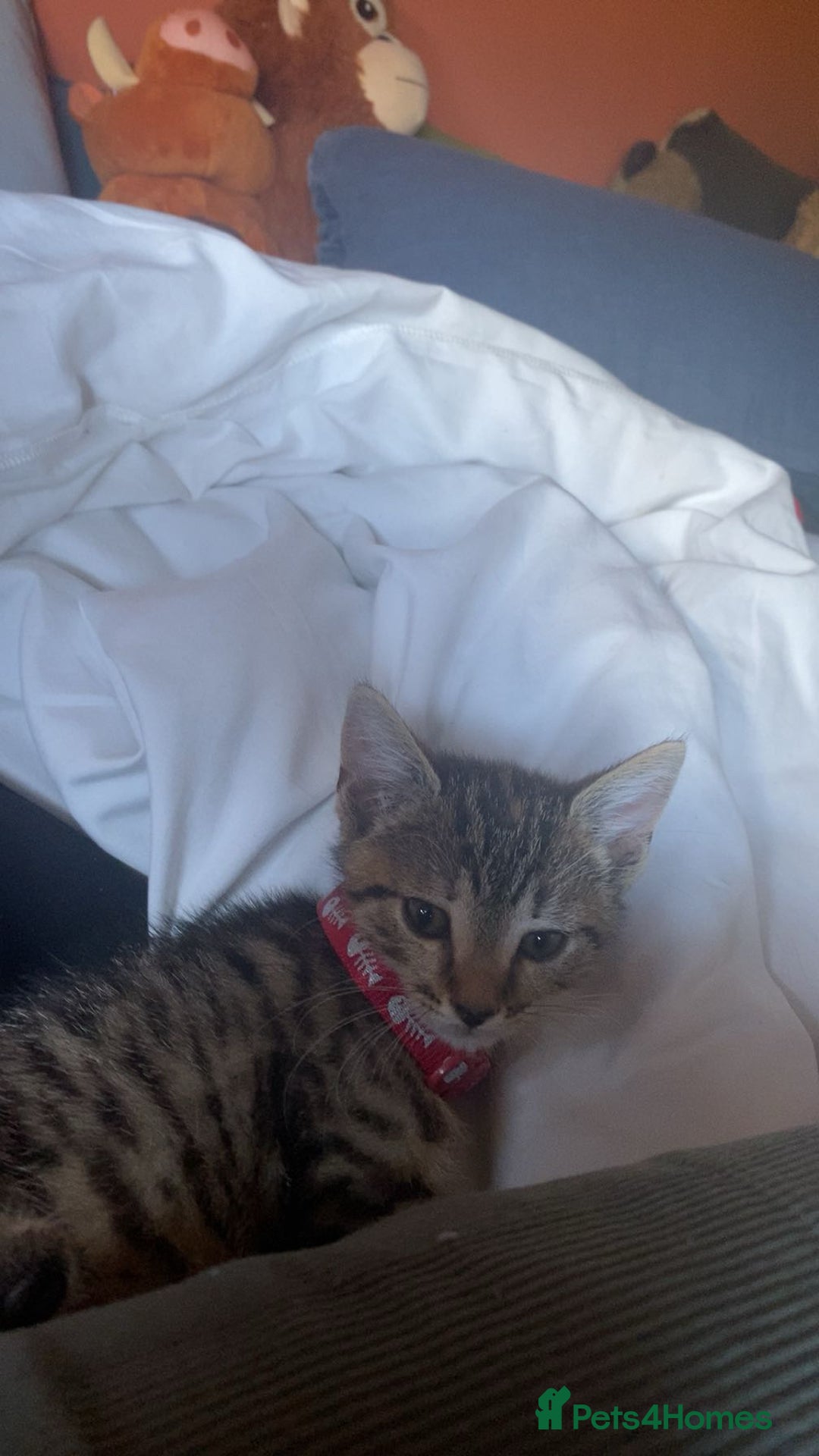 Bengal cats for sale: Beautiful baby bengal girl  - Advert 13