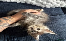 Maine Coon cats for sale: Stunning pedigree mc kitten girl - Image 6