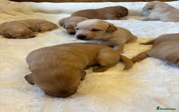 Labrador Retriever dogs for sale: KC REGISTERED DNA TESTED LABRADOR PUPPIES - Image 7