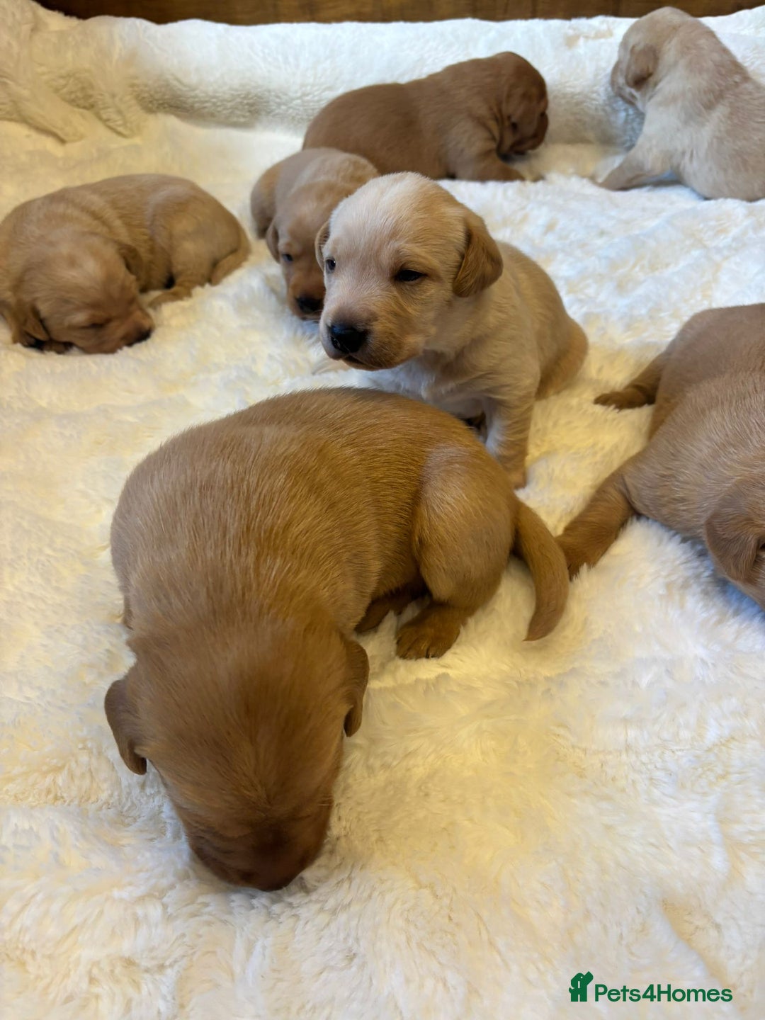 Labrador Retriever dogs for sale: KC REGISTERED DNA TESTED LABRADOR PUPPIES - Image 7