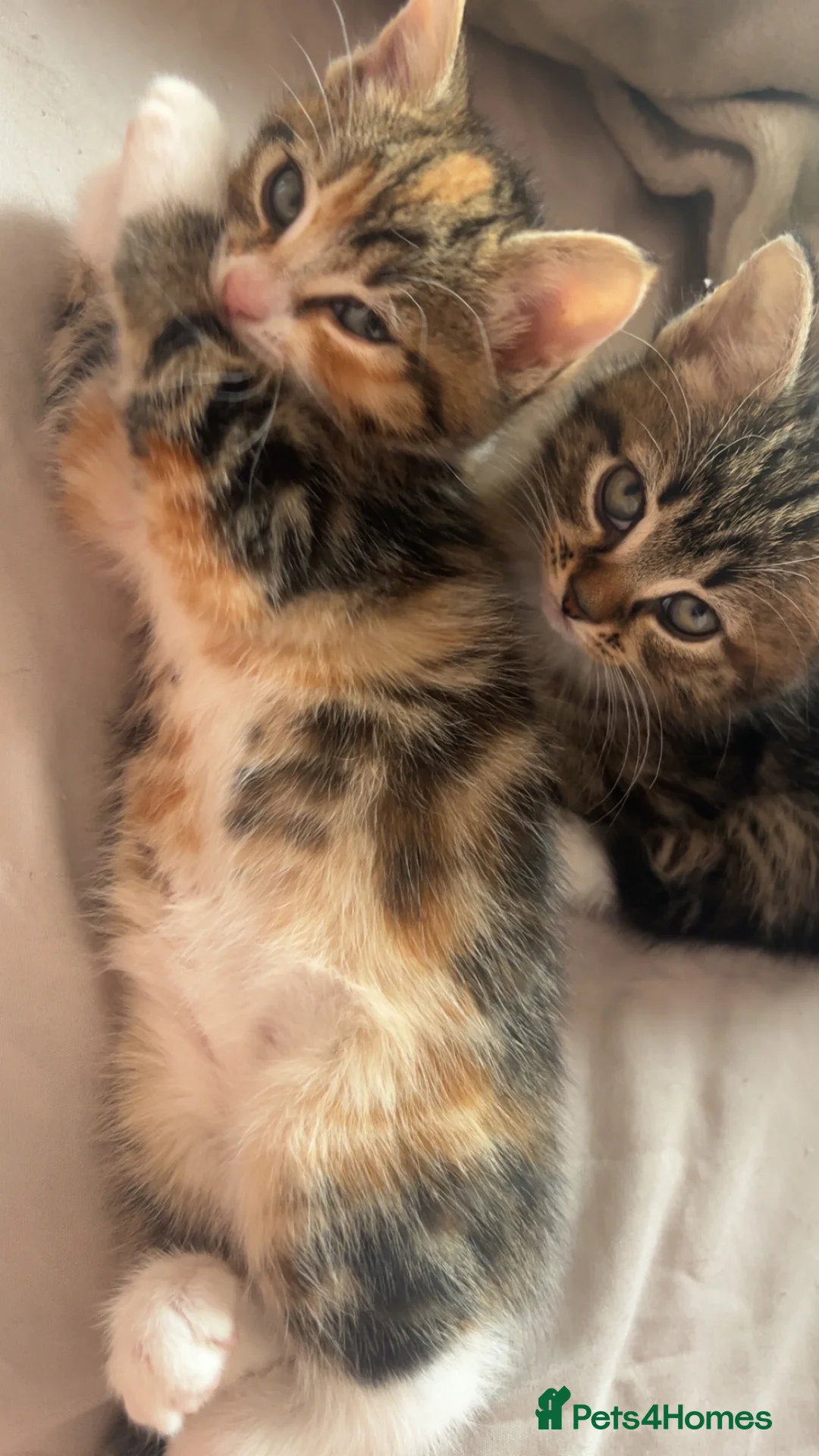 Mixed Breed cats for sale: Half Maine coon kittens calico  - Advert 11