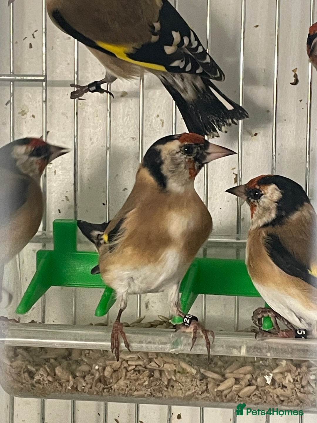 Finches birds for sale: Goldfinch  - Advert 5