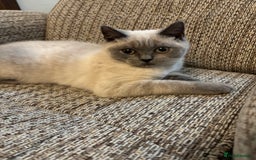 British Shorthair cats for sale: British shorthair Blue colourpoint Girl ready now  - Image 6
