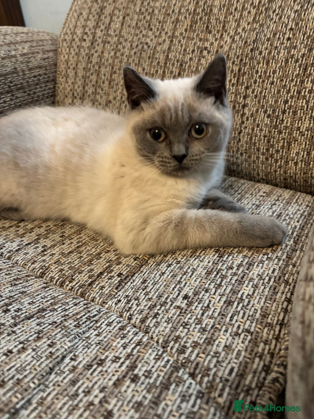 British Shorthair cats for sale: British shorthair Blue colourpoint Girl ready now  - Image 6