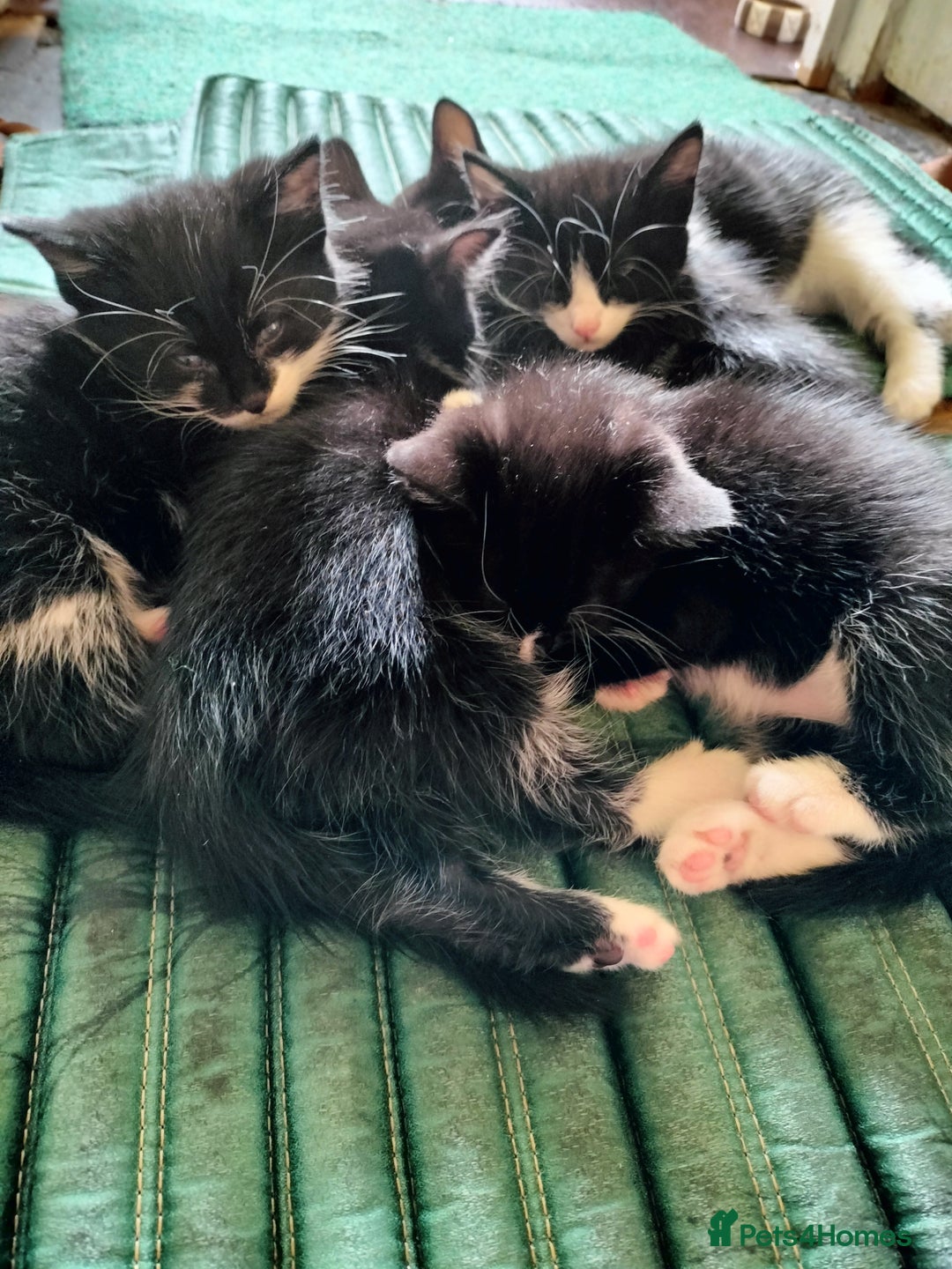 Mixed Breed cats for sale: Adorable kittens looking for loving homes - Image 3
