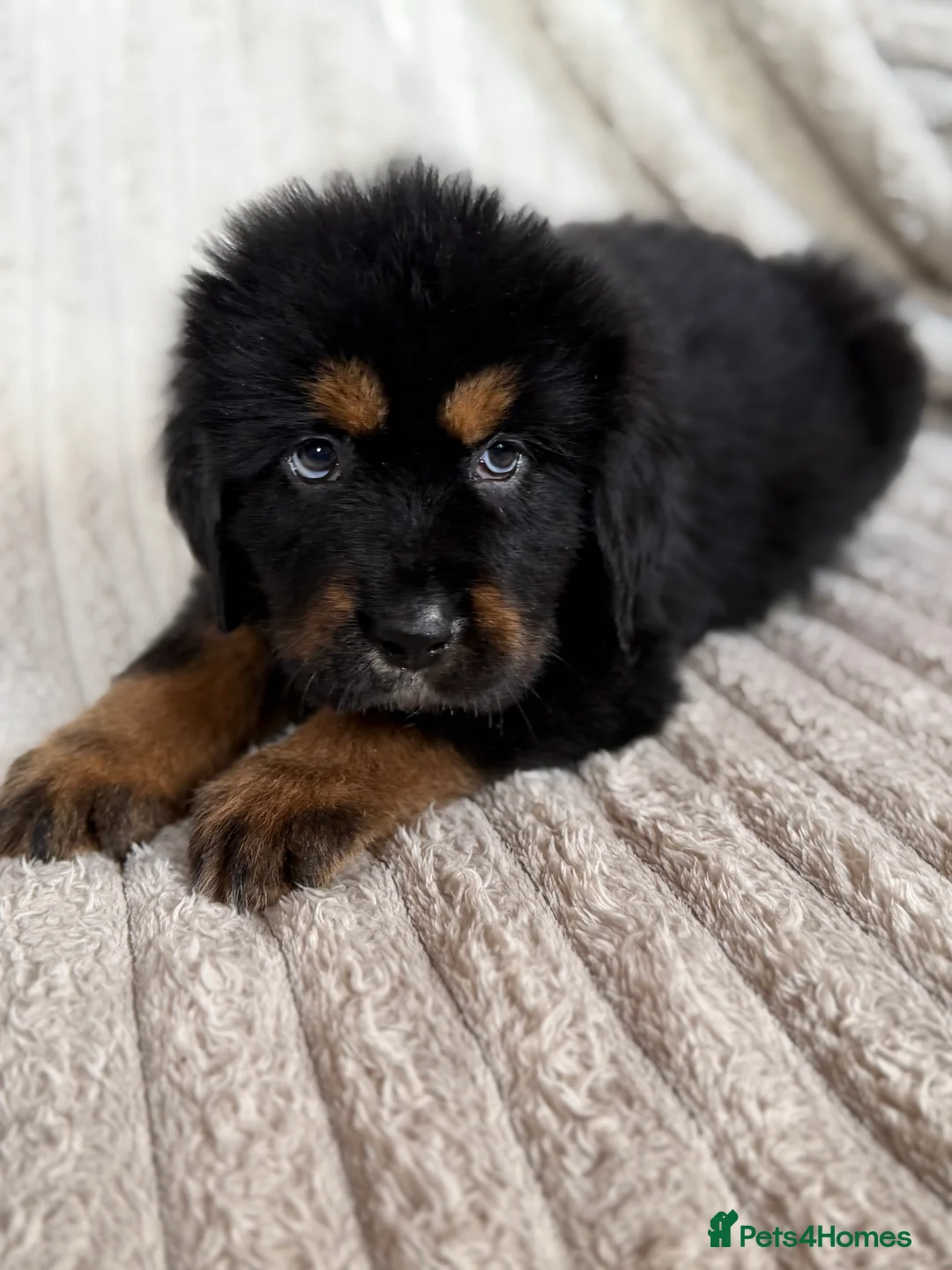 Tibetan Mastiff dogs for sale: Ready now: Outstanding Tibetan Mastiff Puppies - Advert 3