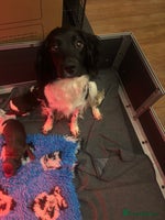 Sprocker dogs - Advert 4