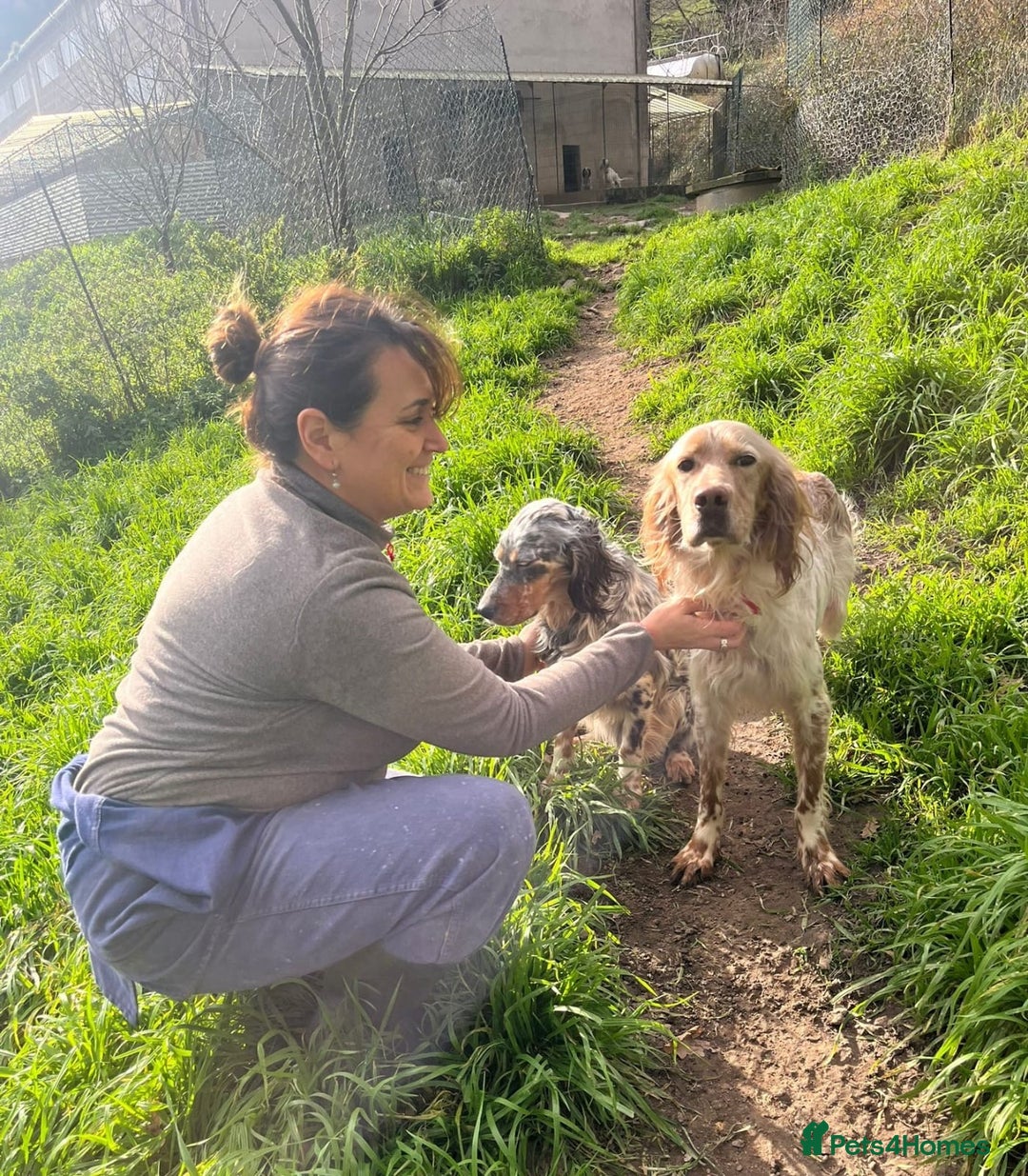 English Setter dogs for adoption: Lobo  - Advert 2