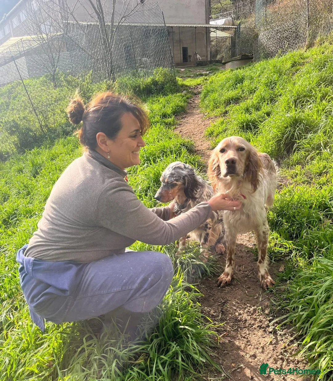 English Setter dogs for adoption: Lobo  - Advert 2