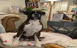 Boxer dogs for stud: Proven, heart scored zero Champion boxer dog  - Image 2