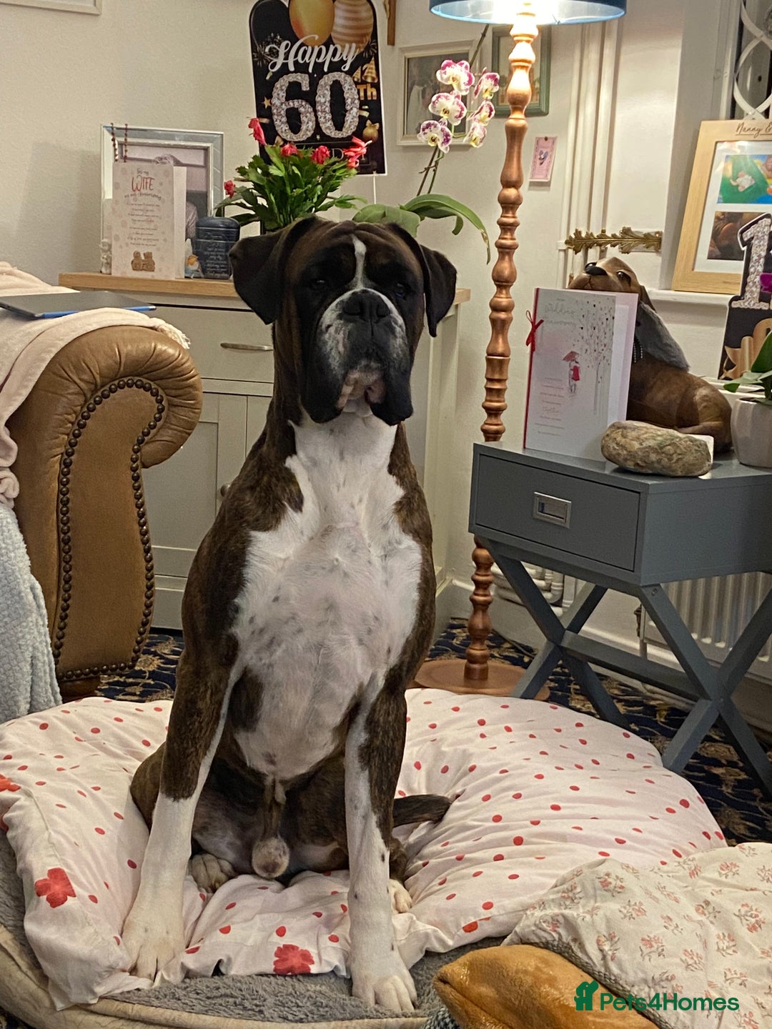 Boxer dogs for stud: Proven, heart scored zero Champion boxer dog  - Image 2