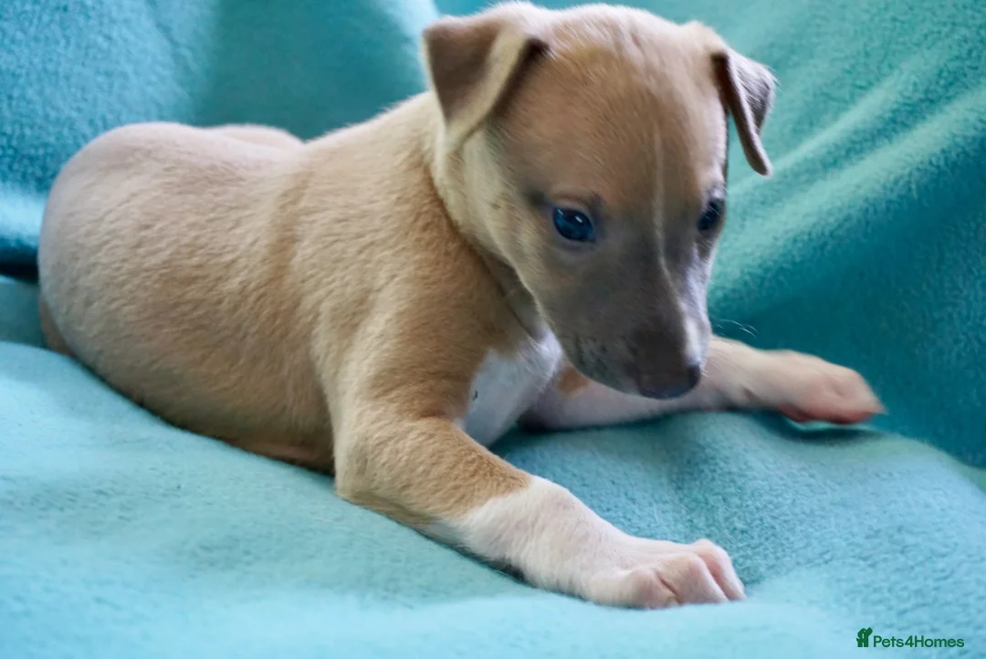 Whippet dogs for sale: Crufts winning parents - Advert 1