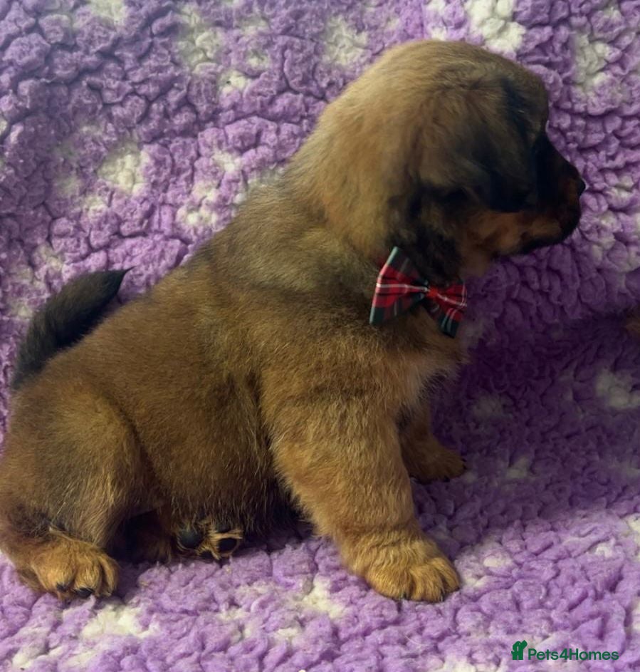 Mixed Breed dogs Gorgeous chow chow x cocker pups  - Advert 1