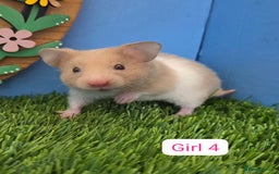 Hamster rodents for sale: Baby Syrian Hamster Male Female Boy Girl Pedigree  - Image 3