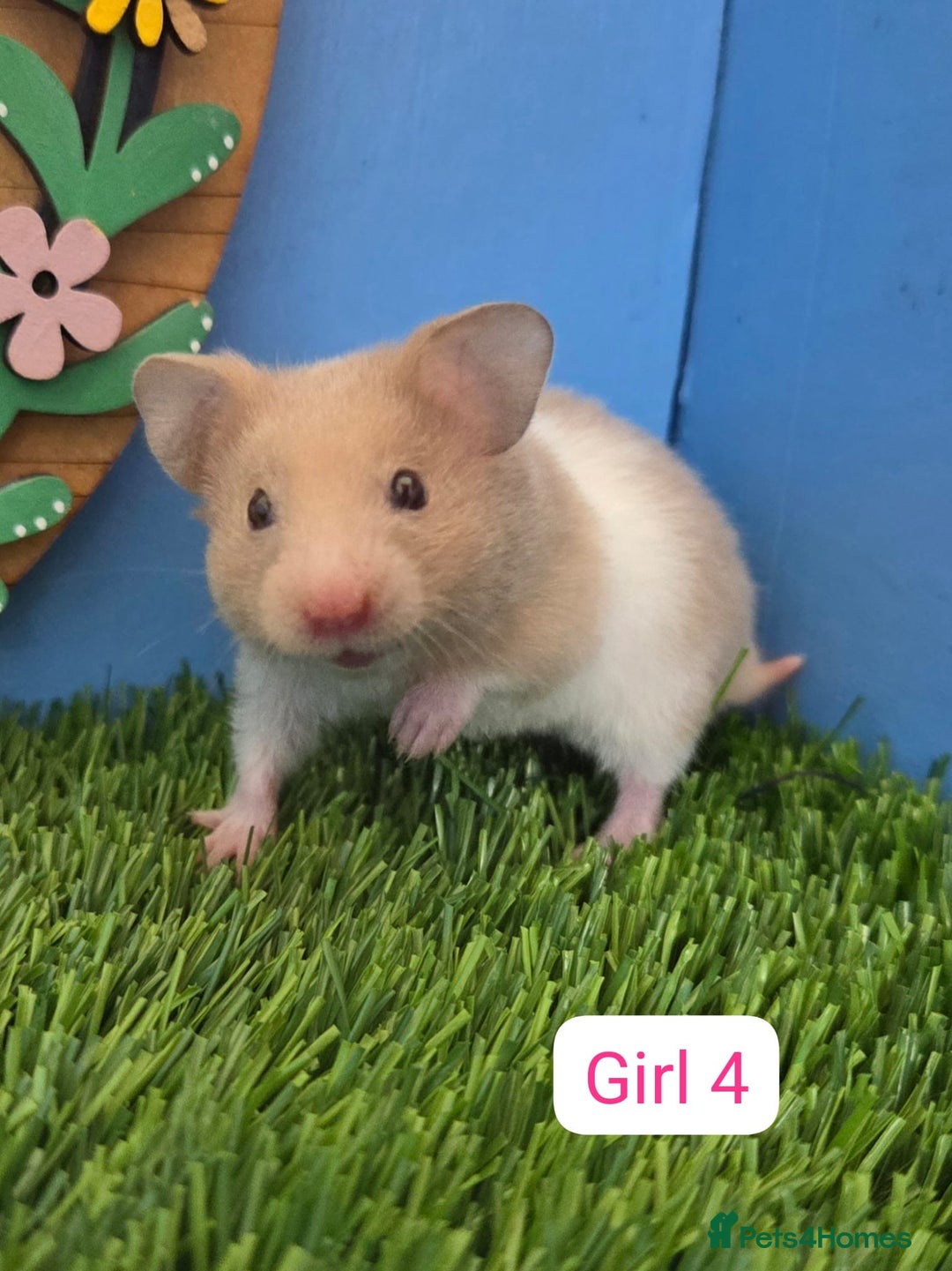 Hamster rodents for sale: Baby Syrian Hamster Male Female Boy Girl Pedigree  - Image 3