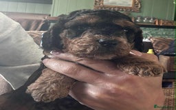 Cockapoo dogs for sale: F2b Cockapoo Pups - Image 2