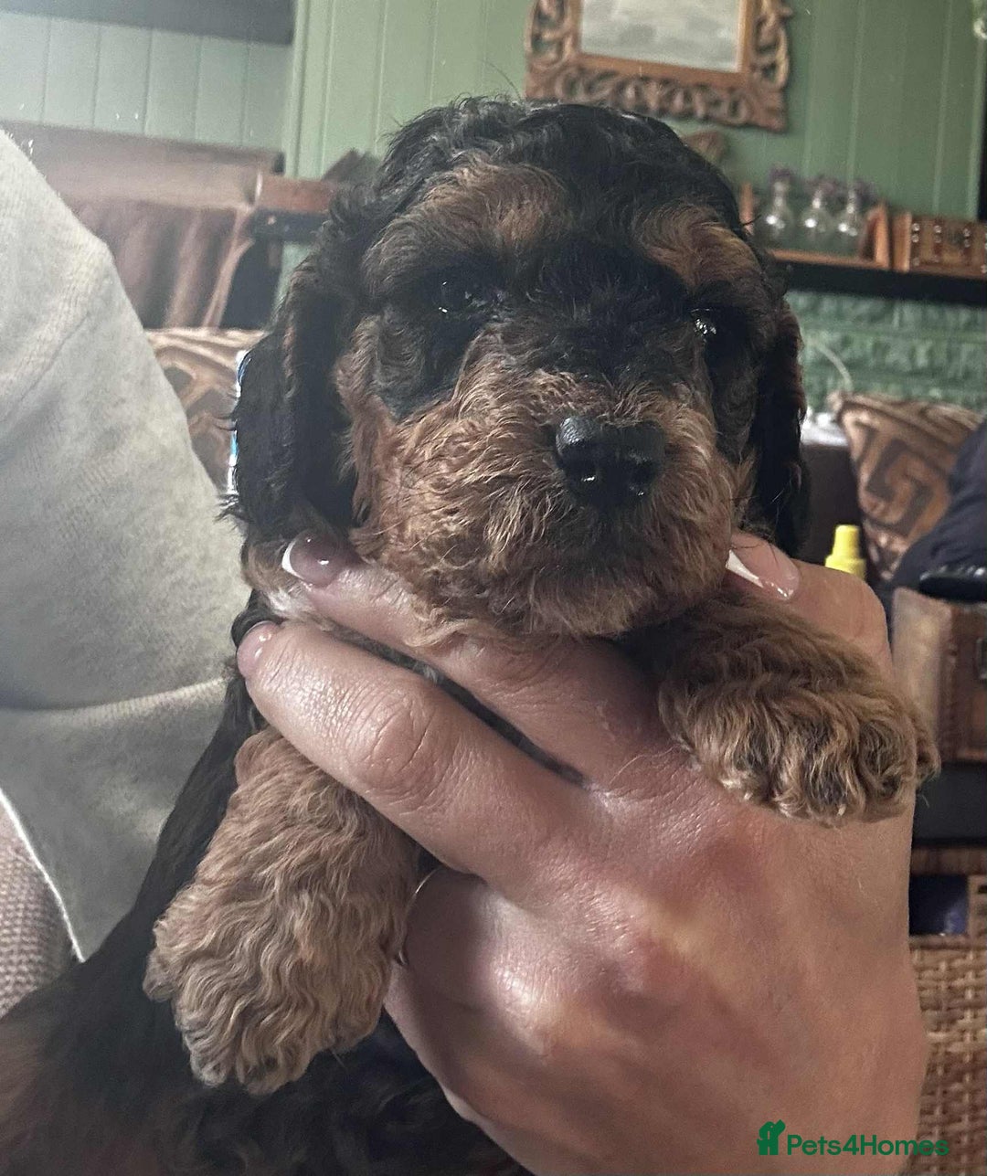 Cockapoo dogs for sale: F2b Cockapoo Pups - Image 2