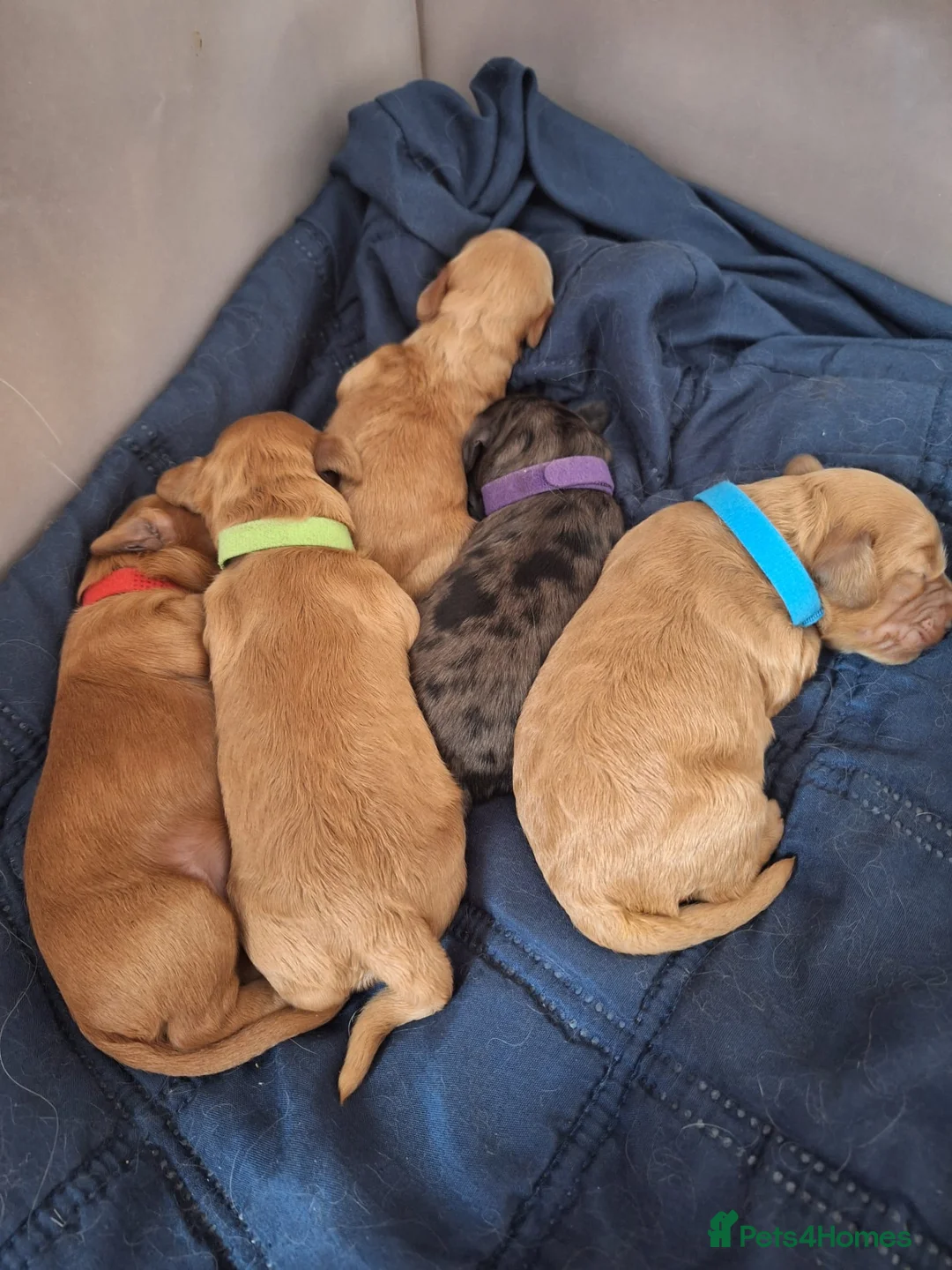 Toy Poodle dogs for stud: toy poodle short notice DNA clear PRA in Nottingham - Advert 24