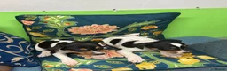 Jack Russell dogs for sale: Jack russel puppies - Advert 4
