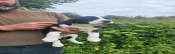 Borador dogs for sale: Gorgeous Labrador cross Border Collie Pups  - Advert 3