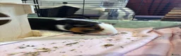 Guinea Pig rodents for sale: 2x male guinea pigs - Advert 8