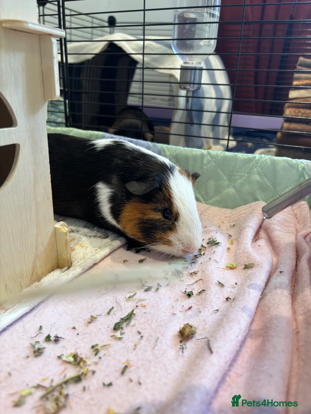 Guinea Pig rodents for sale: 2x male guinea pigs - Advert 8