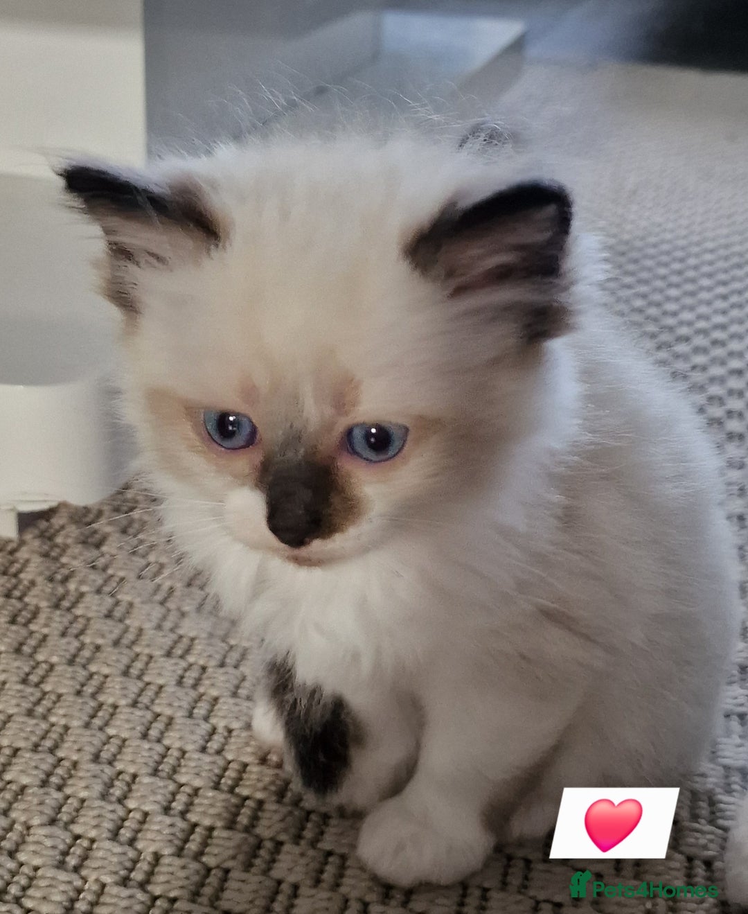 Ragdoll cats for sale: Beautiful kittens  - Image 9