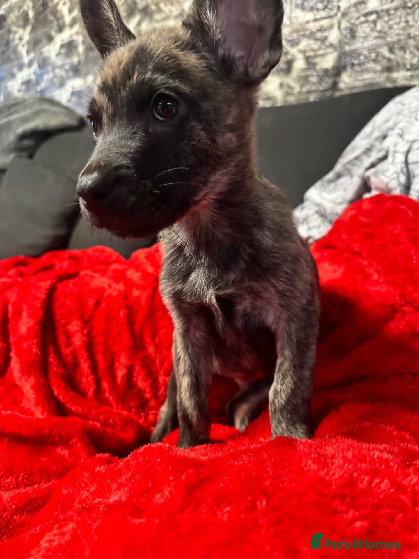 Mixed Breed dogs Frenchie cross Belgian malinois  - Advert 1