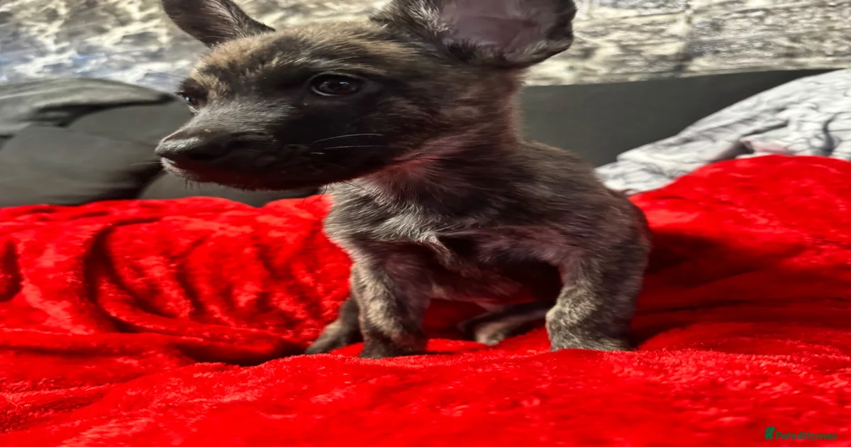 German shepherd cross Puppies for sale | Pets4Homes