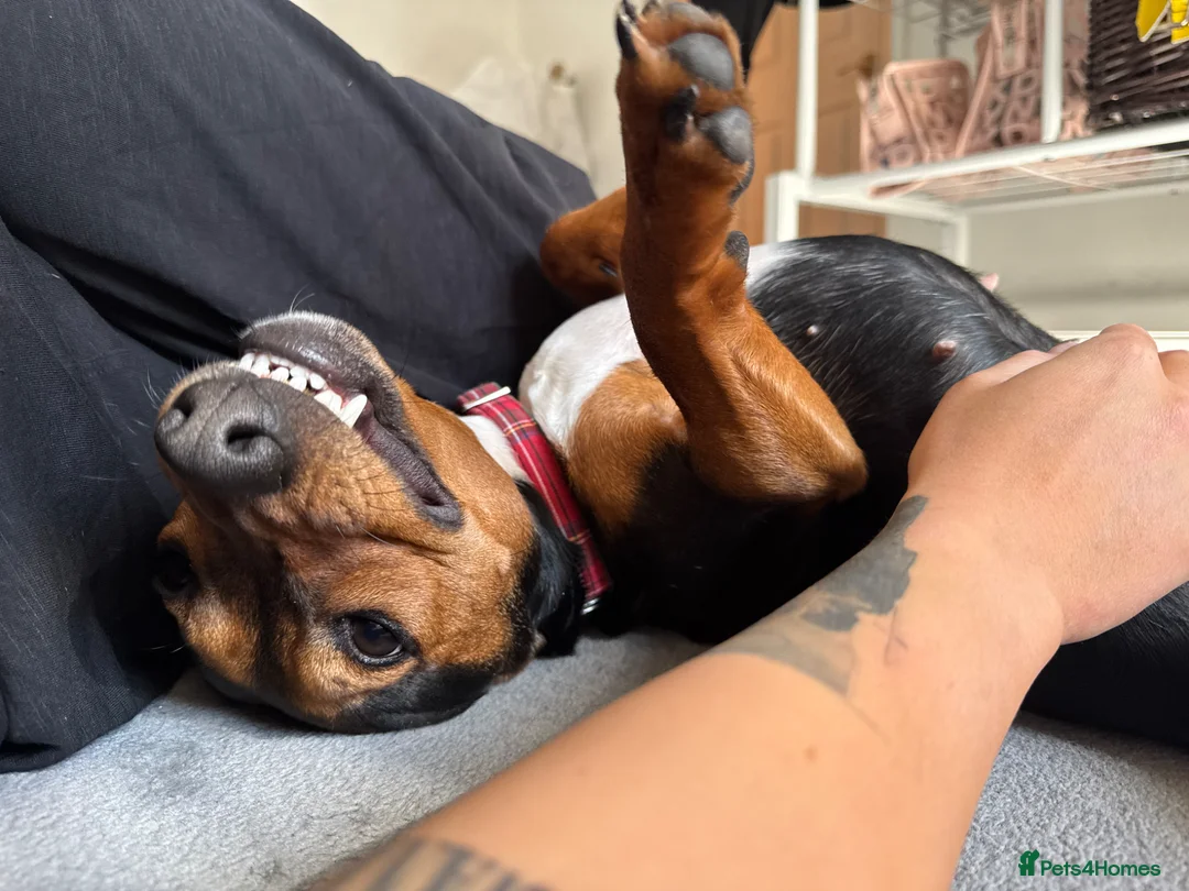 Jackshund dogs for sale: Jack Russell x dachshund  - Advert 2