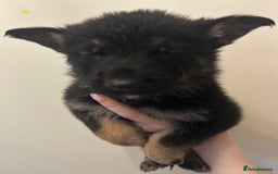 German Shepherd dogs for sale: Adorable litter of 6 puppies  - Advert 2