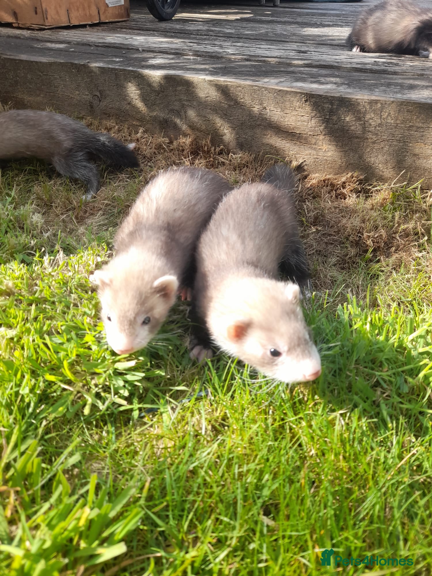 Ferret rodents Ferret kits 5 silver and white jills - Advert 2