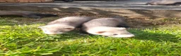 Ferret rodents for sale: Ferret kits 5 silver and white jills - Advert 2