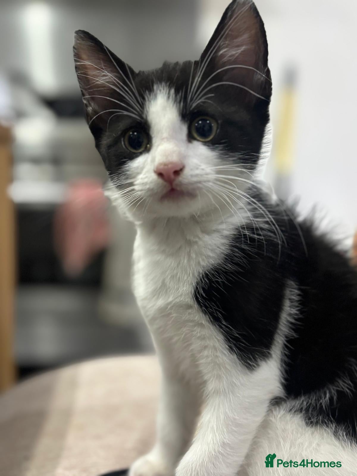 Mixed Breed cats  ** s  - Advert 12