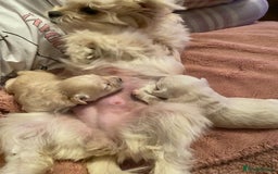 Maltipoo dogs for sale: Adorable F1 Havapoo Puppies | 2 BOYS 1 GIRL - Image 15